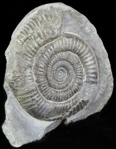 Dactylioceras Ammonite Stand Up - England #46574